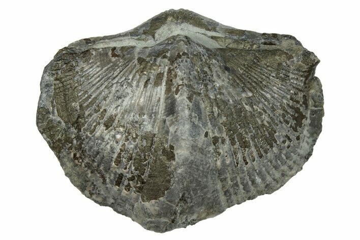 Pyrite-Replaced Brachiopod (Paraspirifer) Fossil - Ohio #246656